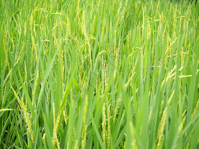 在稻田中关闭绿稻选图片