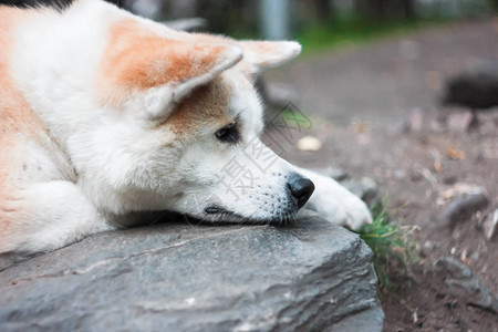 哀伤的日本狗AkitaInu在图片