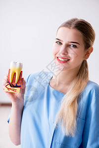 有牙模型的年轻医生护士图片