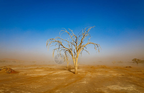 沙漠中的沙尘暴和蓝天下的孤立死树图片