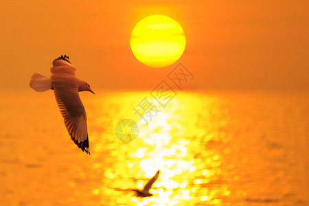 海鸥飞过夕阳图片