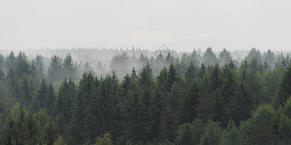 雨天雾中云杉林全景图片