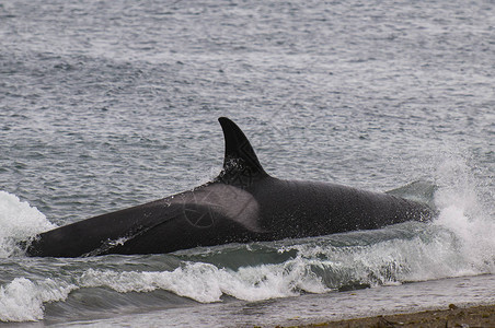 逆戟鲸鱼巴塔哥尼亚阿根廷图片