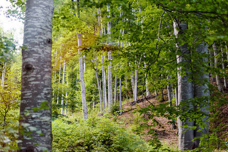 罗马尼亚法加拉斯山长高树图片