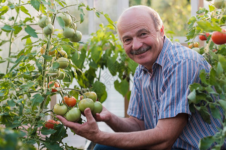 成熟的农民或园丁在温室里检查他的番茄质量他对自己的收获结果感到满意图片