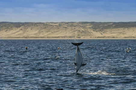 杜斯基海豚巴塔哥图片