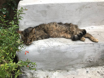 生病饥饿的街头猫图片