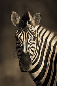 南非野生自然中的普通斑马图片