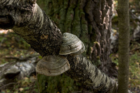在树上生长白桦茸在树上生长蘑菇图片