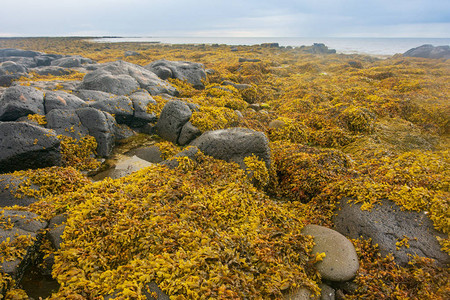 Reykjanensviti灯塔和是冰岛最古老的灯塔图片