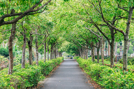 夏日绿树成荫的路图片