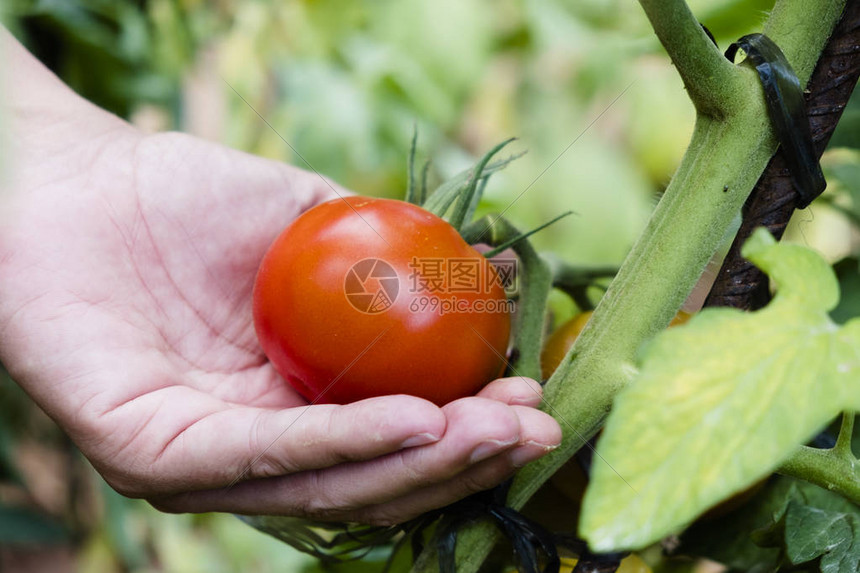 在有机果园从植物中摘番茄的一位年轻的天主图片