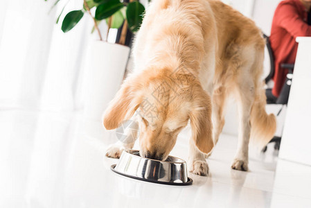 金毛猎犬吃狗碗里的食物图片