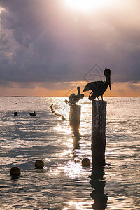 太阳升起时在加勒比海上修养木桩图片
