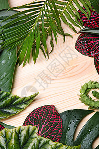 木本热带树叶框架制成的木底图片