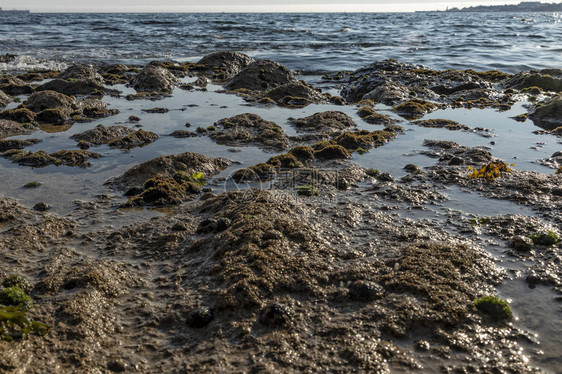 由绿藻和海洋生物组成的海边岩石图片