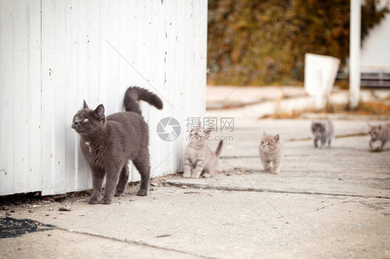 一个美丽的灰猫的肖像在温暖的秋天带着小猫咪在我家附近的旧白图片