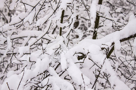 大雪过后的树枝图片