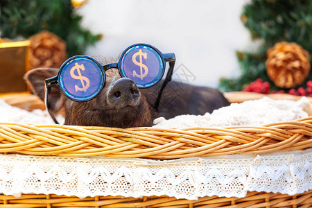 一头越南品种的黑猪坐在圣诞装饰附近的柳条筐里可爱的小黑猪戴着滑稽图片