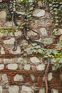 覆盖户外墙壁的植物外表自然的质背景图片