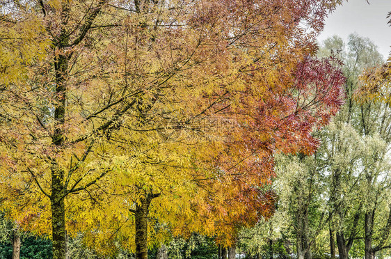 公园里的两棵白蜡树逐渐从黄色变成图片