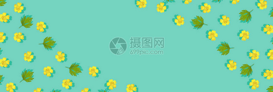 黄色野花毛茛天然花卉春天背景图片