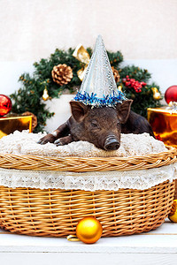 一头越南品种的黑猪坐在圣诞装饰附近的柳条筐里可爱的小黑猪在戴图片