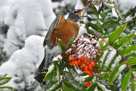 一只橙色的蜂鸟在冬天吃红图片