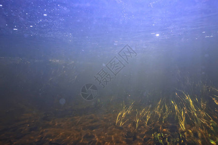 水下景观透明湖淡水生态系统水图片