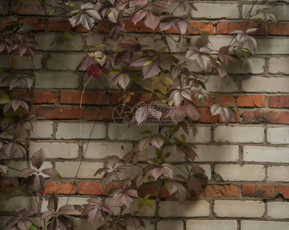 与天然花卉框架的砖墙旧楼墙上的野葡萄的秋天旧砖墙上的野图片