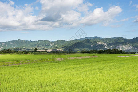 白天的绿色稻田风景图片