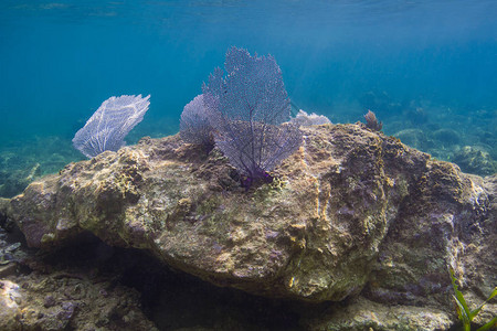 Roatan珊瑚礁岩石上图片