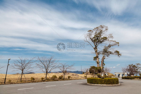 日本一所大学门前的奇异树图片
