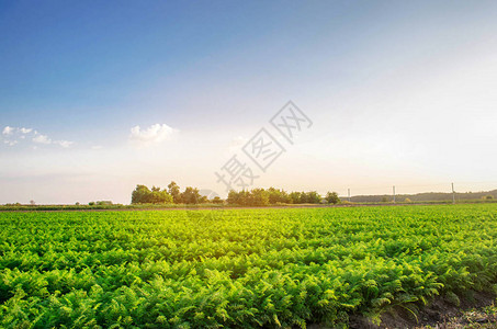 野外种植胡萝卜有机蔬菜地貌农业图片