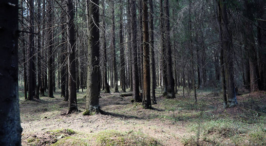 松林森林深处旅途森林小径早春没有叶子的树徒图片