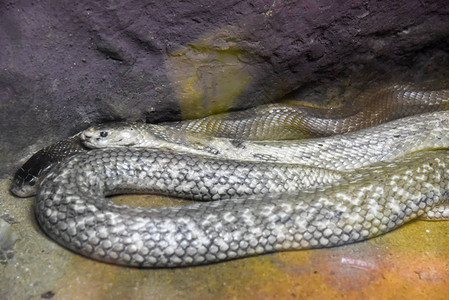 南亚眼镜蛇在泰国的索奥图片