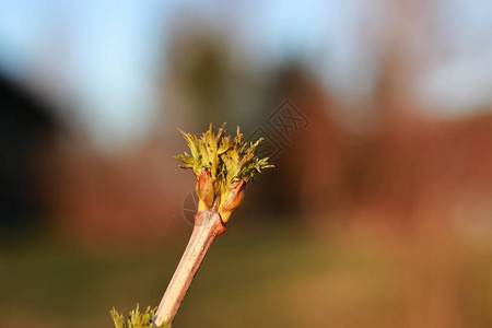 在这个美妙时期中最美好的春季节的各图片