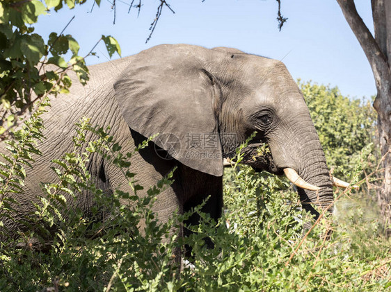 非洲大象Loxodonta图片