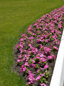 美丽的花盆粉红色花瓣和绿草坪风图片