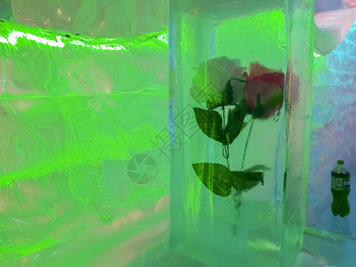 玫瑰在冰中图片