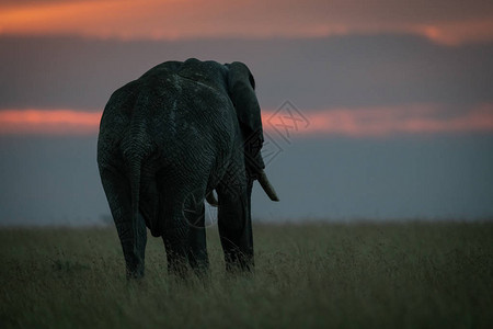 日落时长草丛中的非洲大象图片