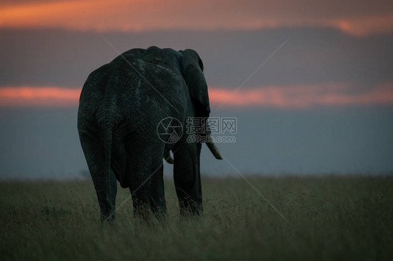 日落时长草丛中的非洲大象图片