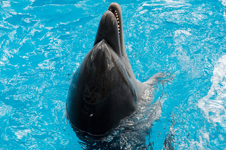 海豚在蓝水中游泳图片