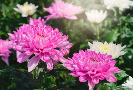 粉红菊花在黑暗的情调下美丽的登德图片