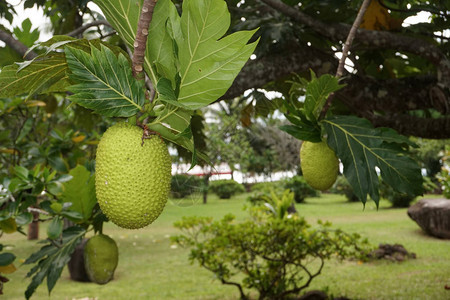 法属波利尼西亚的面包树果实图片