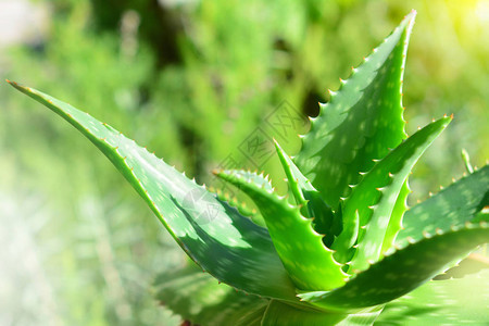 Aloevera植物图片