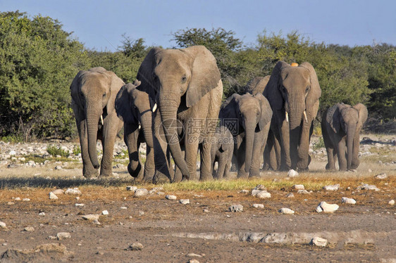 非洲大象的牧群图片