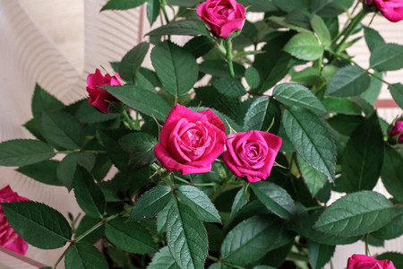 粉红色的玫瑰花蕾近在咫尺图片