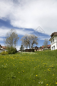 有着盛开的绿色草原和小树枝瑞士J图片