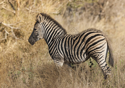 南非野生自然中的普通斑马图片